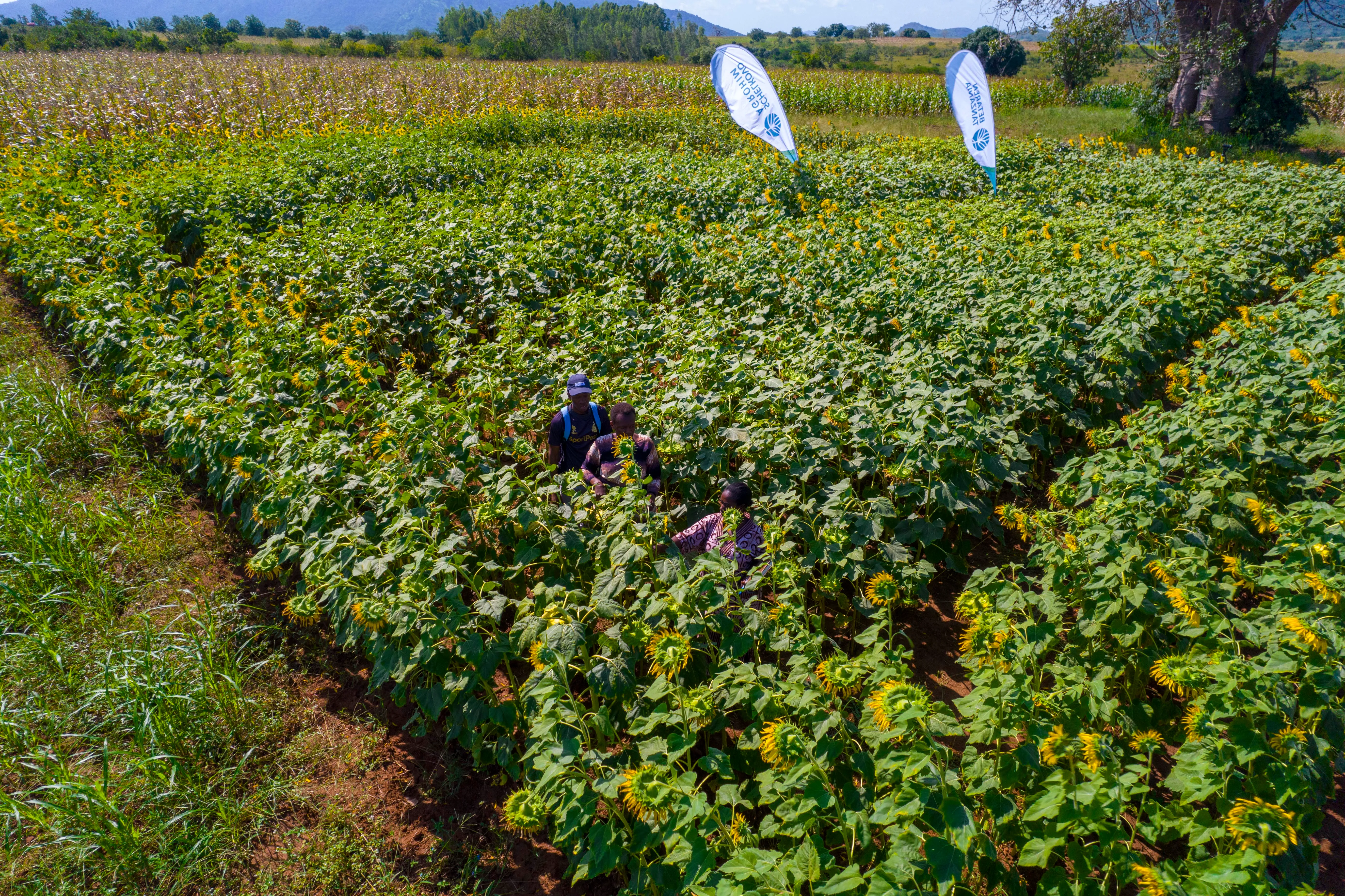 Aerial view of Betaren demonstration plots beside a baobab tree in Tanzania
