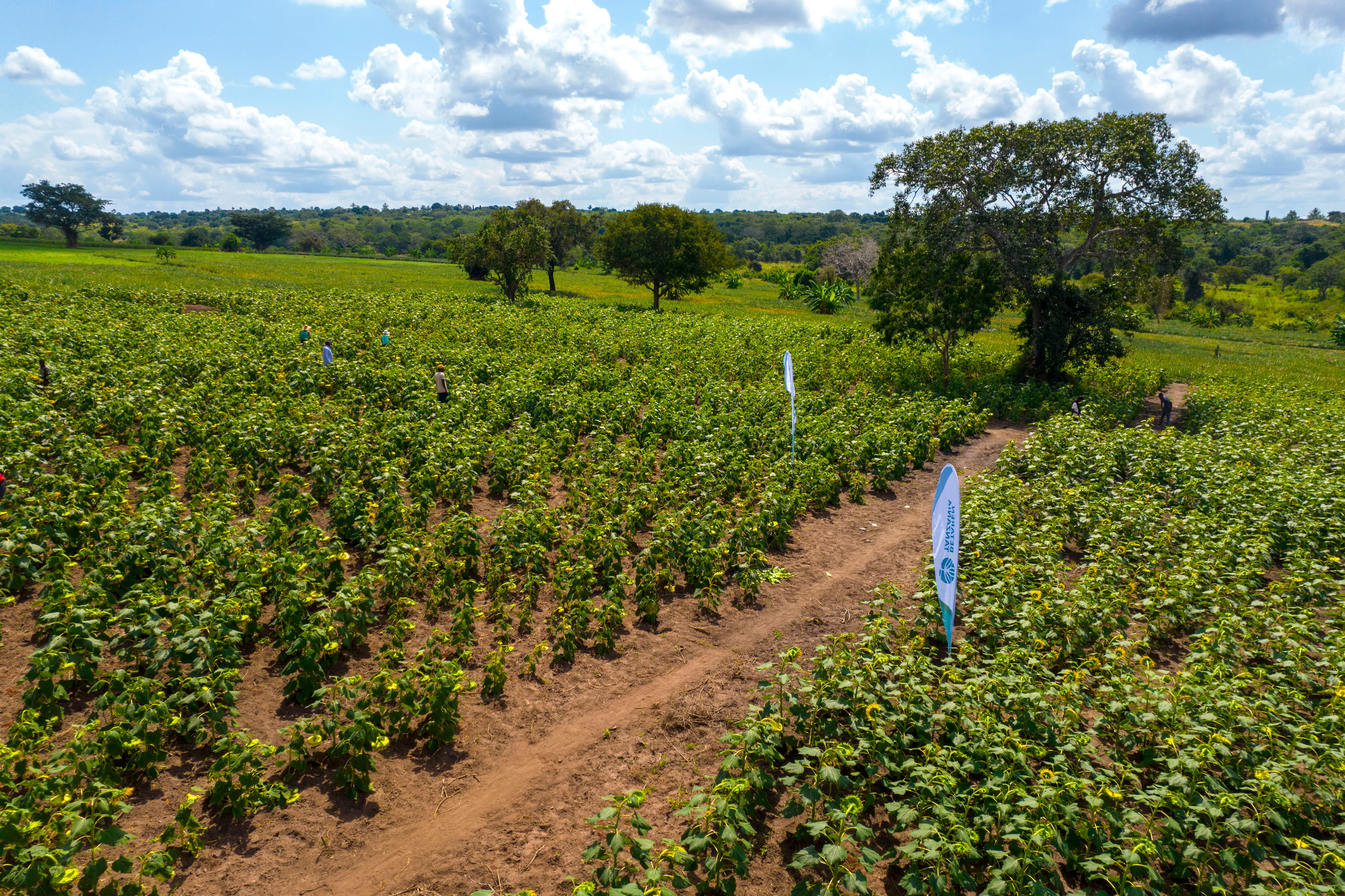 Aerial view of Betaren demonstration plots in Tanzania with branded flags