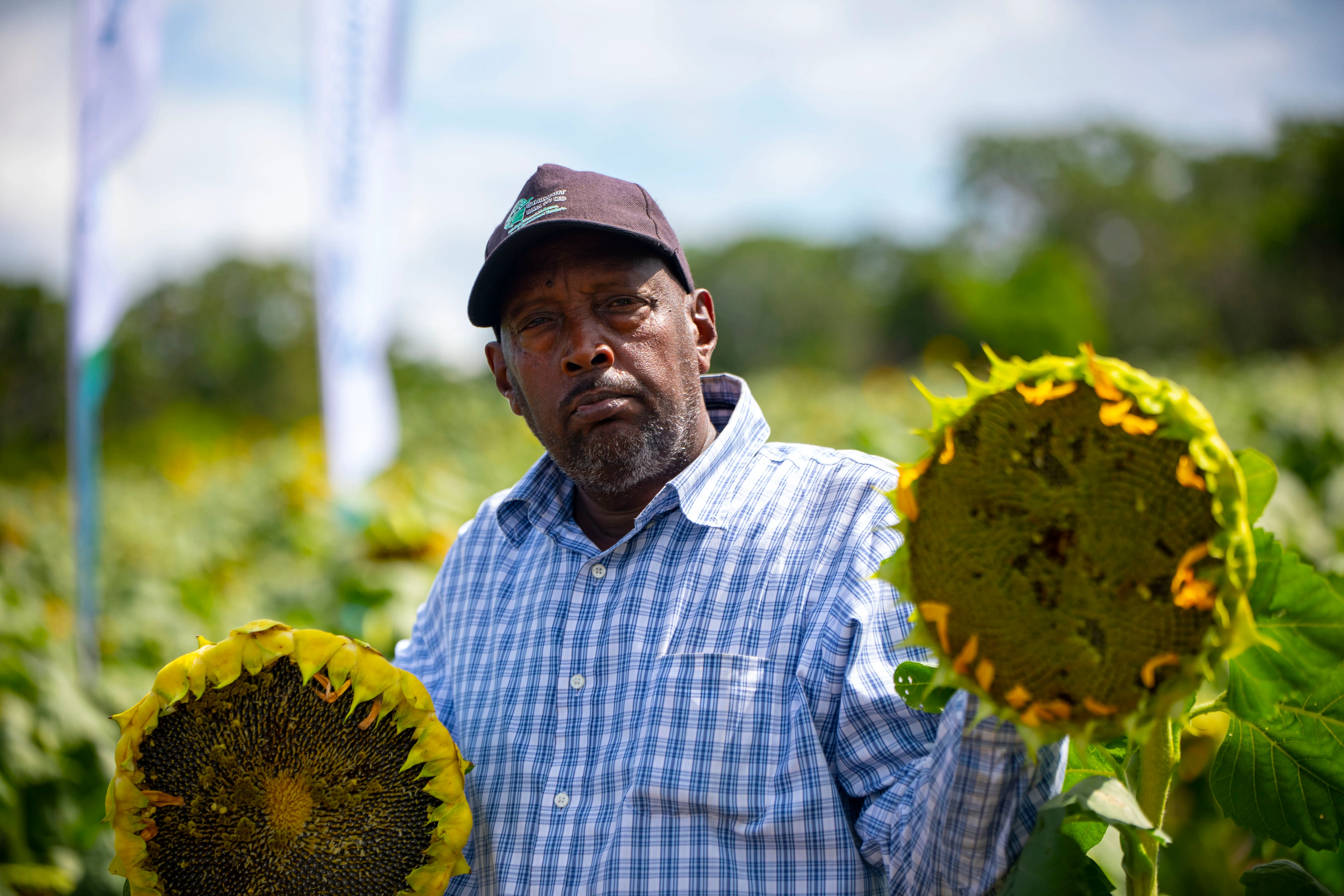A farmer holding two seed-filled sunflower heads grown from Betaren seed
