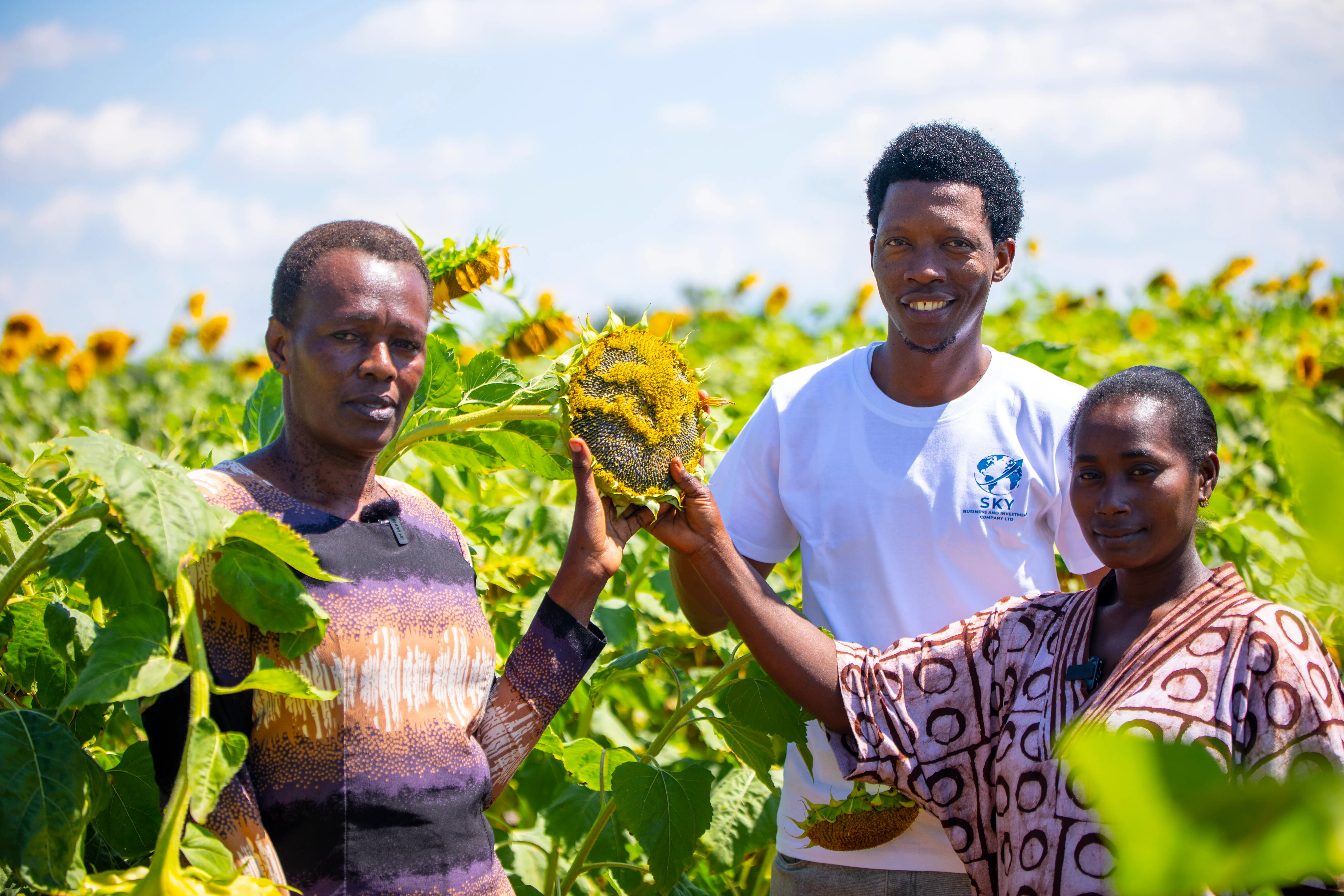 Farmers examining a mature sunflower head at a demonstration plot