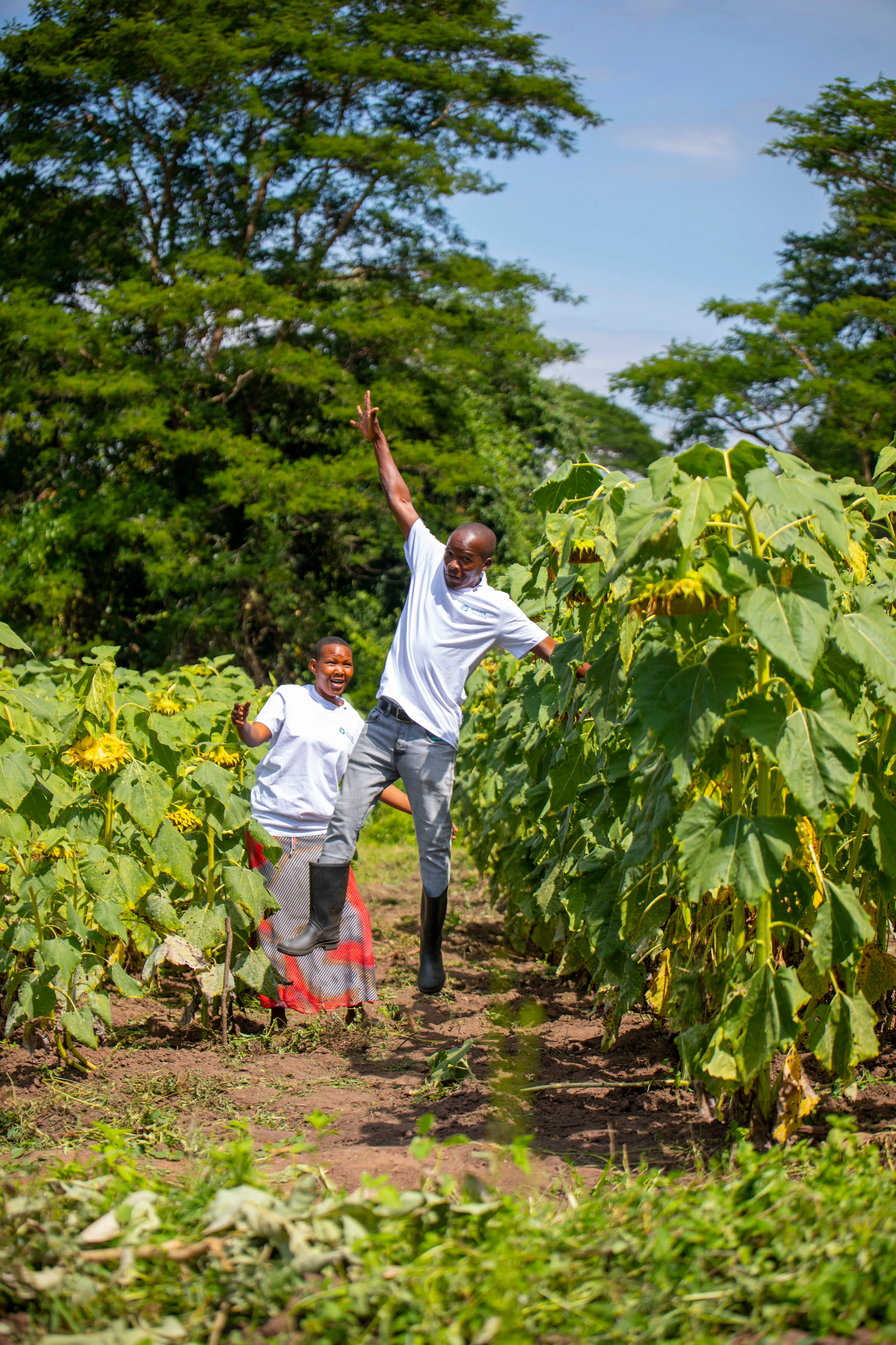 Farmers laughing together in a Betaren sunflower field