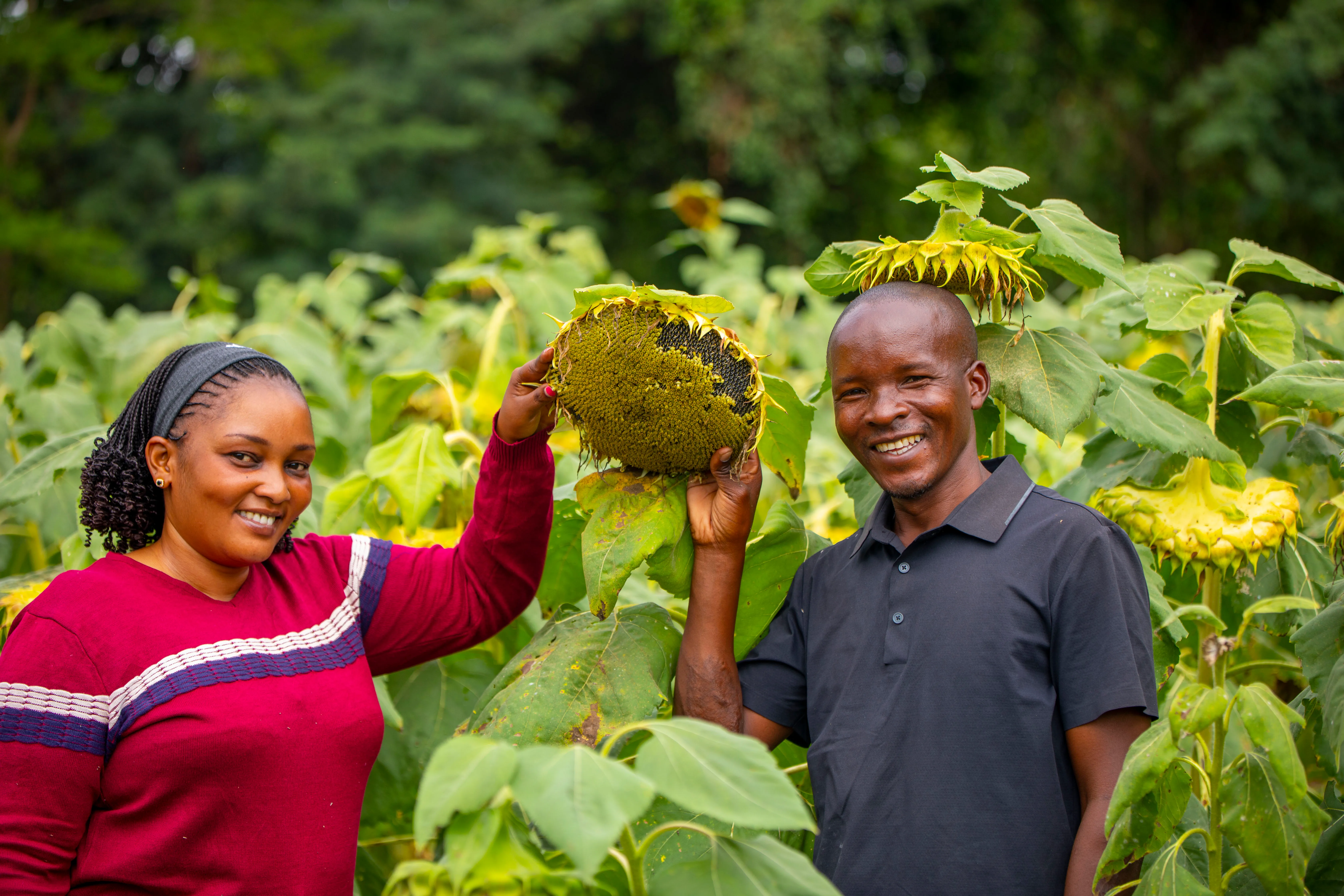 Farmers holding a mature sunflower head in a Betaren demonstration trial