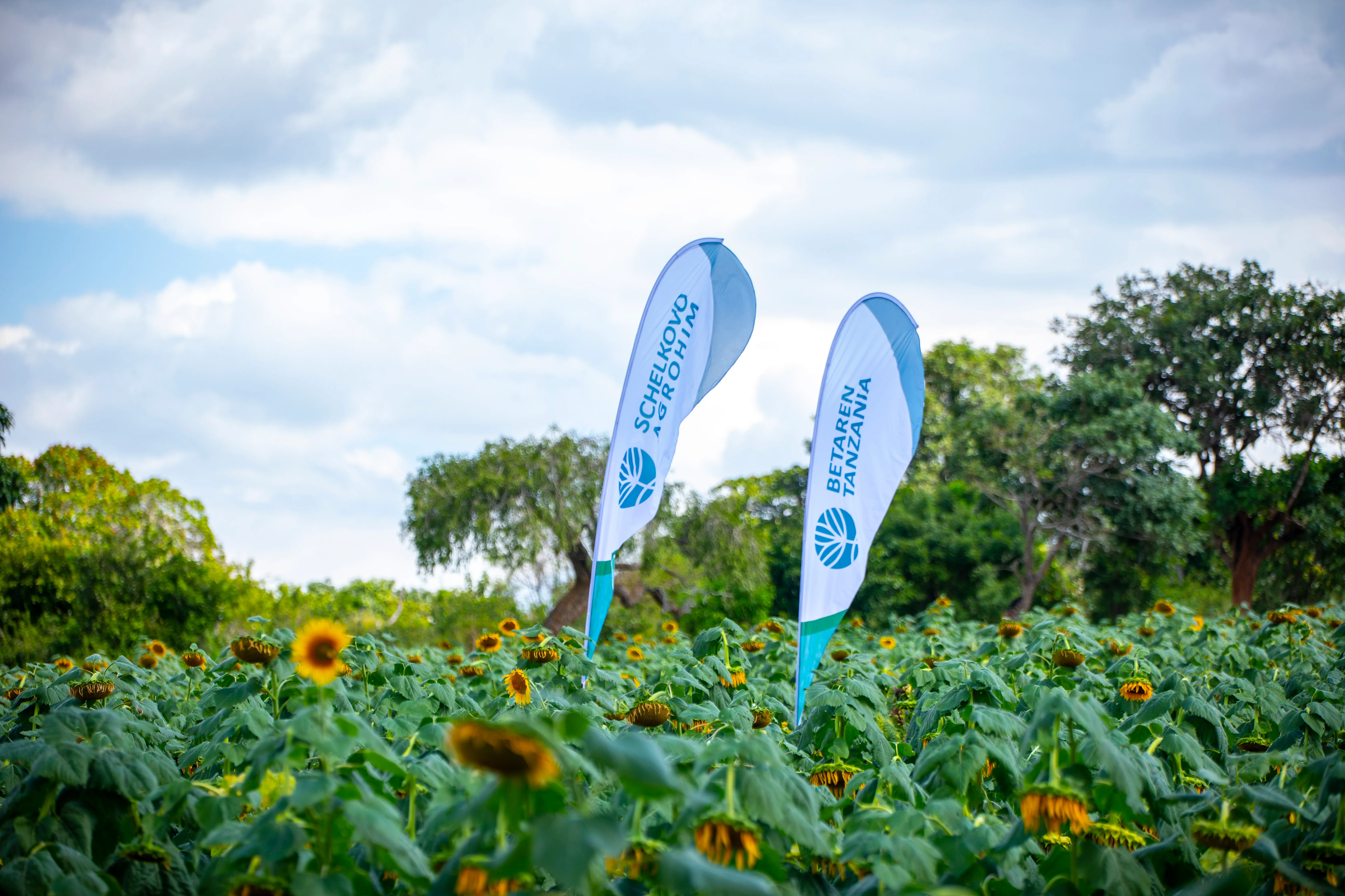 Betaren Tanzania and Schelkovo Agrohim flags standing in a flowering sunflower field
