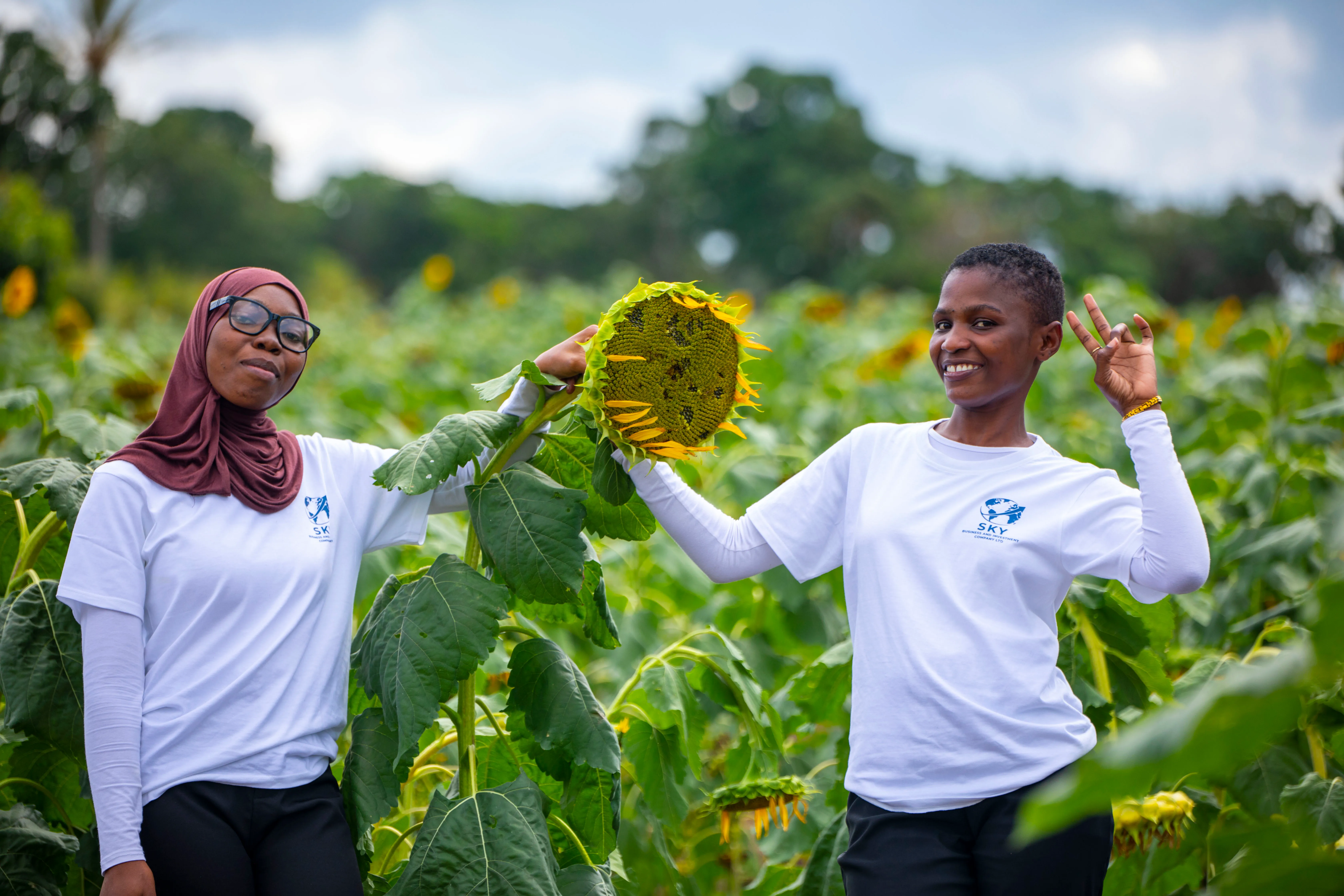 Betaren field team inspecting a mature sunflower head